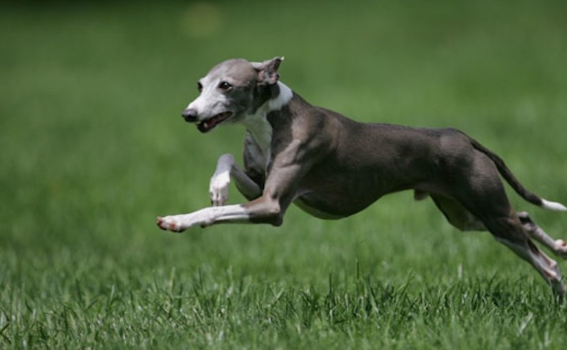 Italian-Greyhound-Iggy-dog-breed-825x510-1