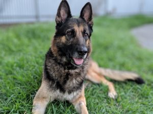 German Shepherds Dog