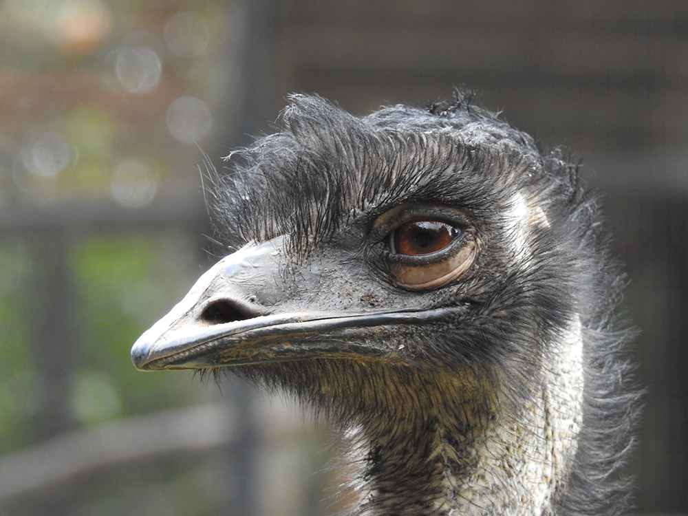 EMU