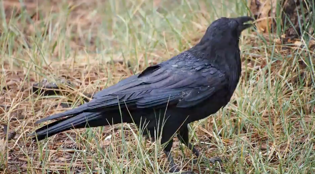 Crow & Raven