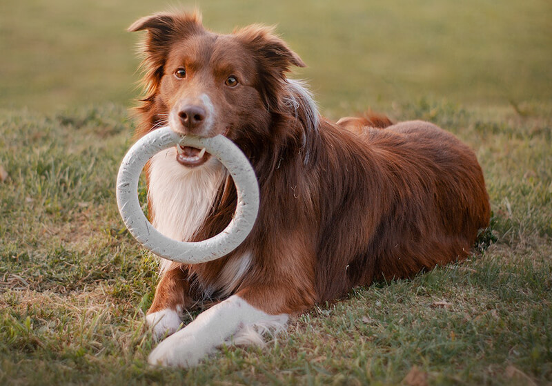 Dog with their toys