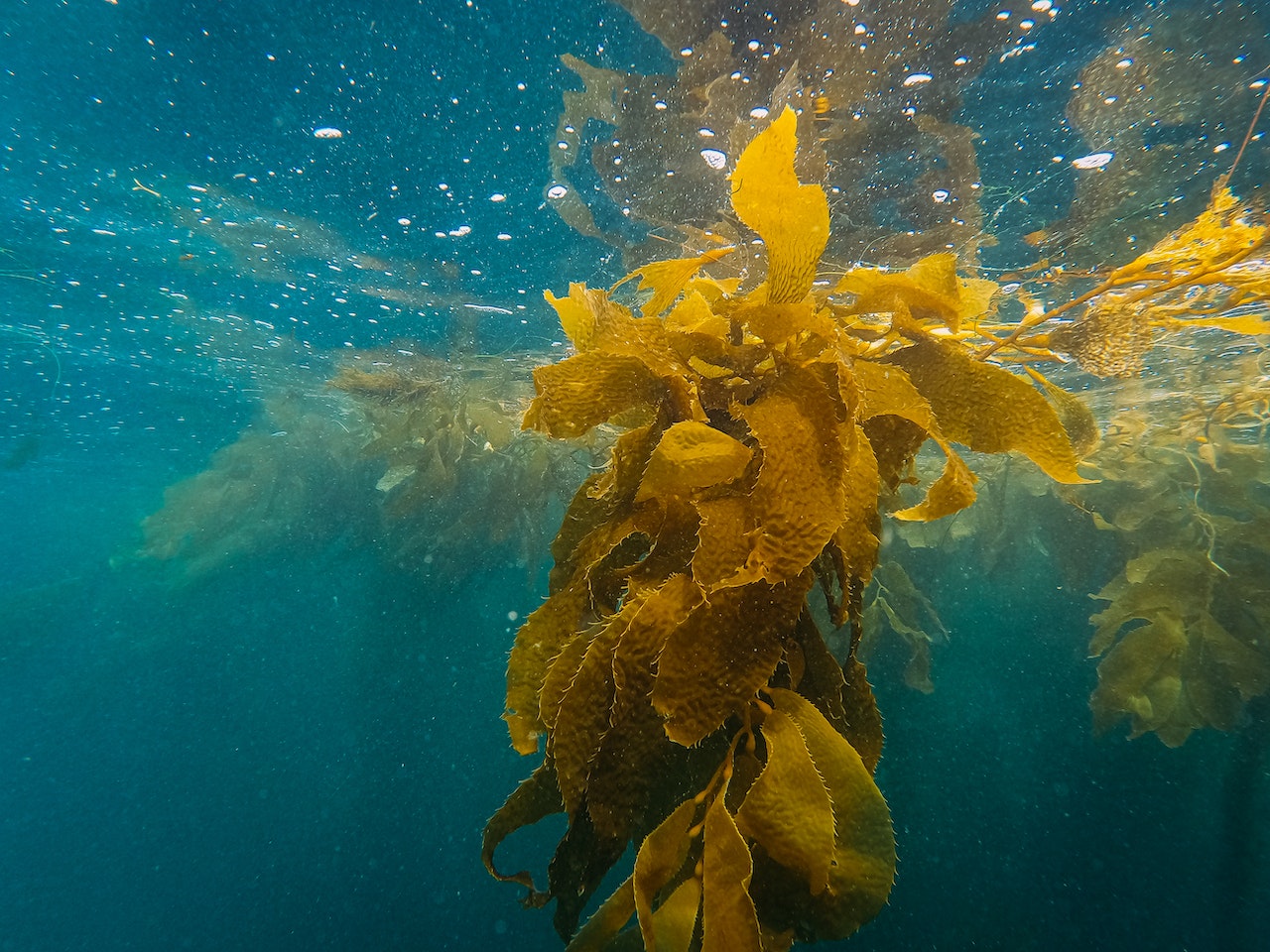 Kelp