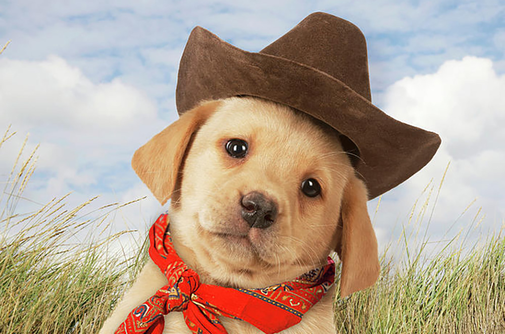 Cowboy Hats for Dogs