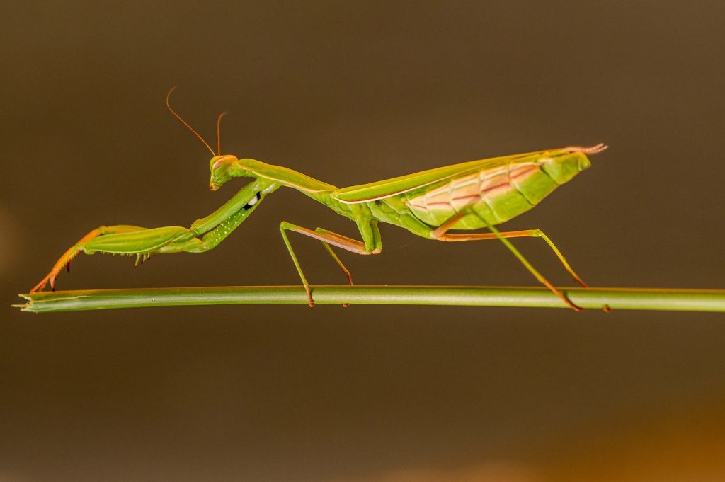 praying mantis