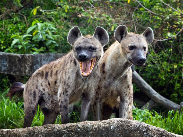 hyenas