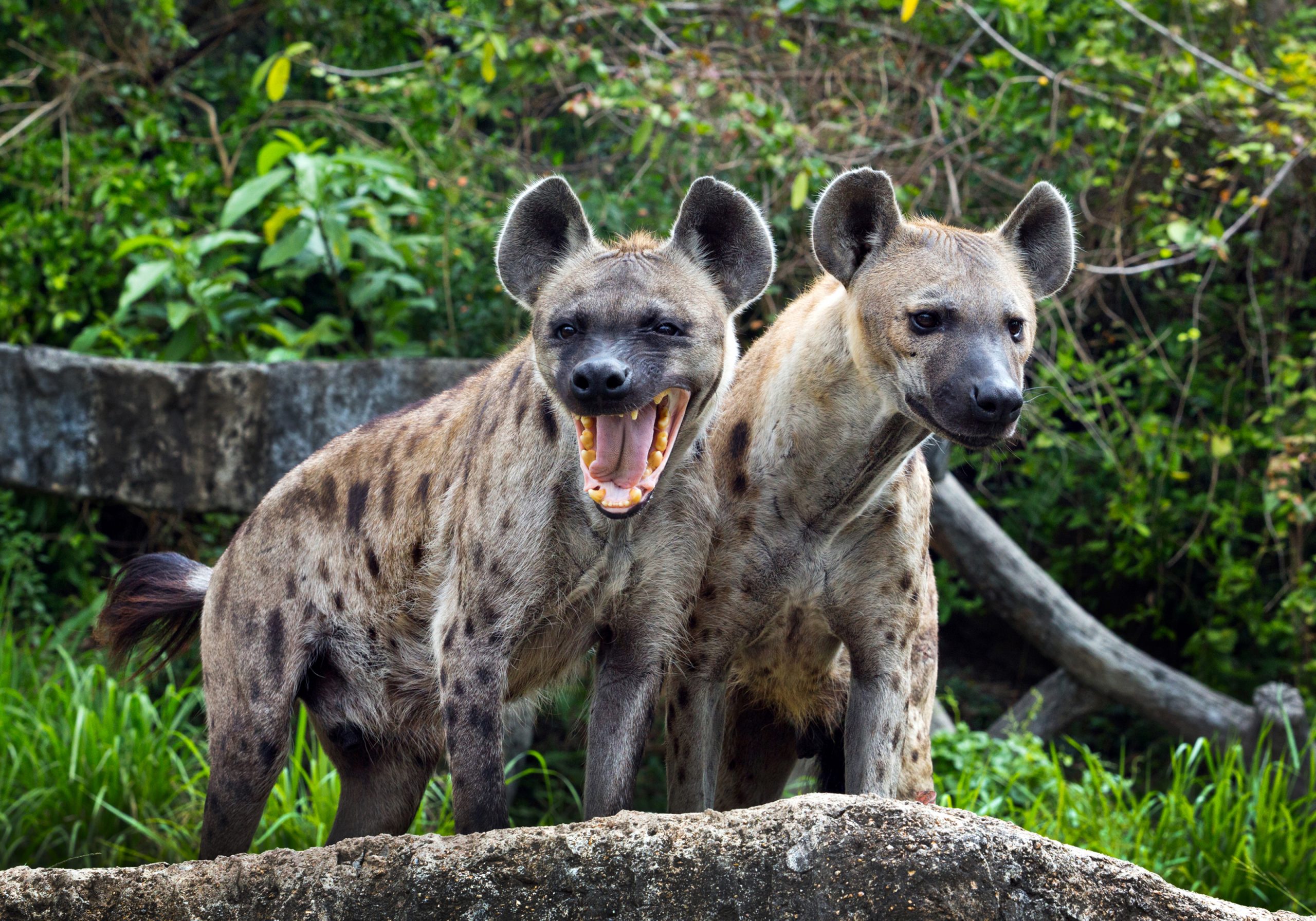 hyenas