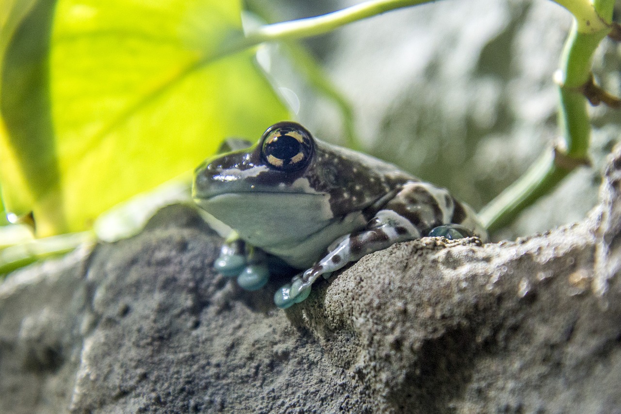 Milk Frogs