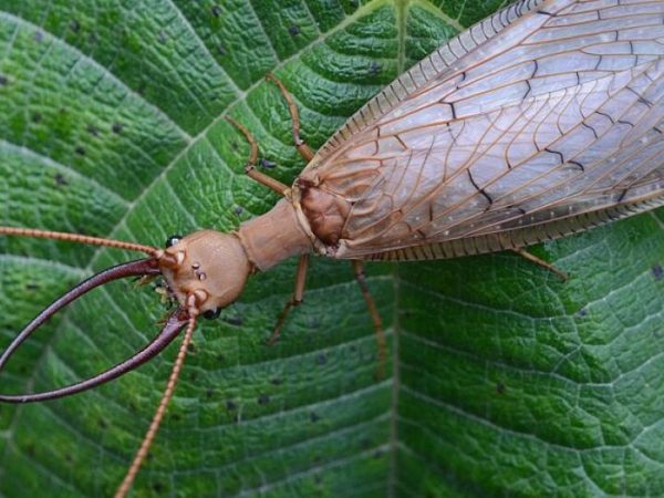 Dobsonflies Introduction in Under 5 Minutes
