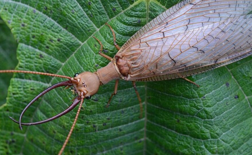 Dobsonflies Introduction in Under 5 Minutes