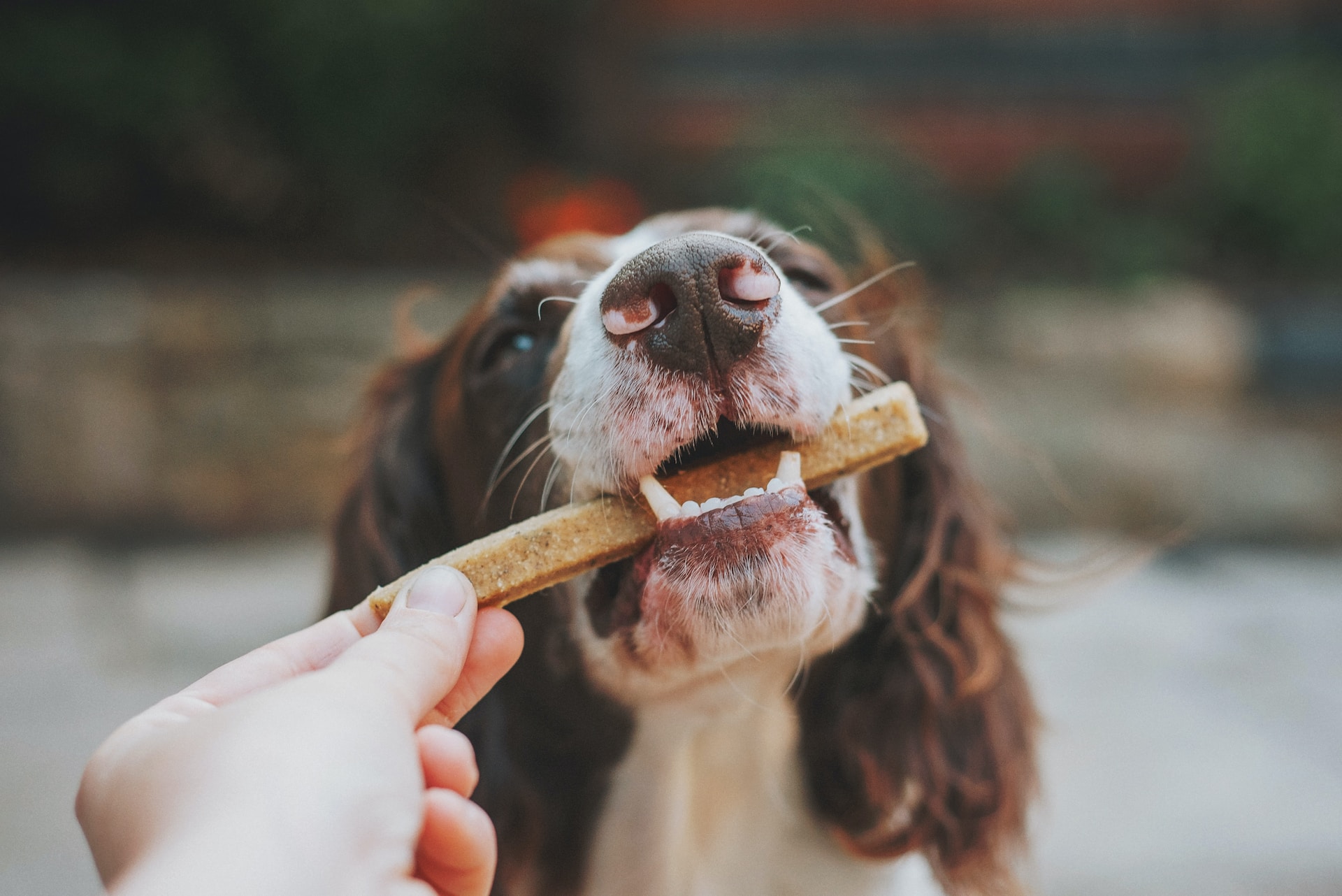 Dog Treats