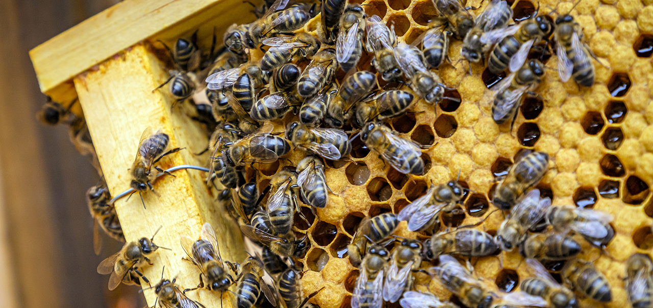 Urban Beekeeping