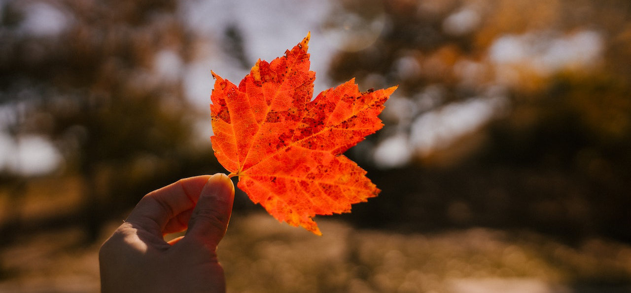 Maple Trees