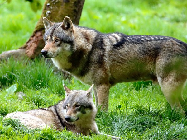 Wolf Packs
