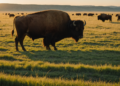 cattle vs bison grazing