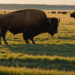 cattle vs bison grazing